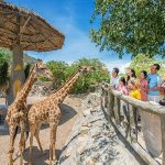 King’s Garden Nha Trang: Vườn thú độc bản giữa lòng đảo Hòn Tre